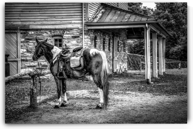 Moses Cone Estate Horse Blue Ridge Parkway NC by Shelia Hunt Photography