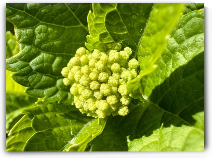 Yellow Buds with Green Leaves by Bill Swartwout Photography