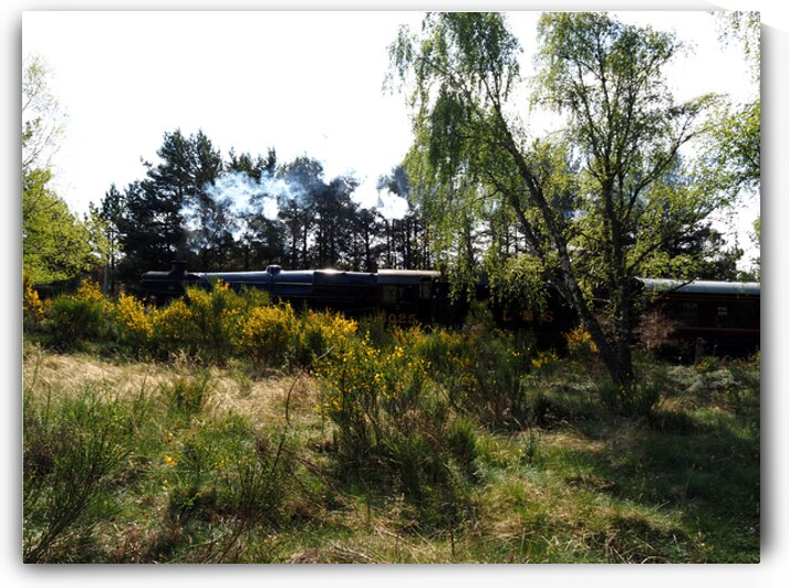  Strathspey Steam Railway on the Go                                                                                                                     by Catriona Roberts Nature Photography and Designs