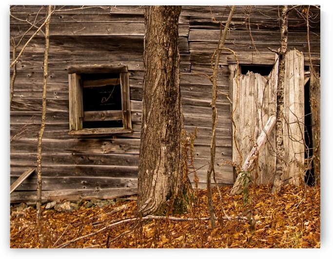 Abandoned Shack 5 by Dave Therrien