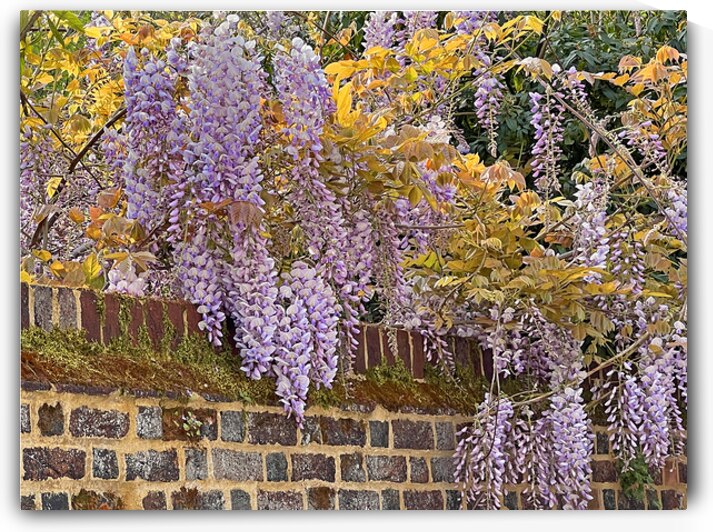 Wisteria Over The Wall by Gill Billington