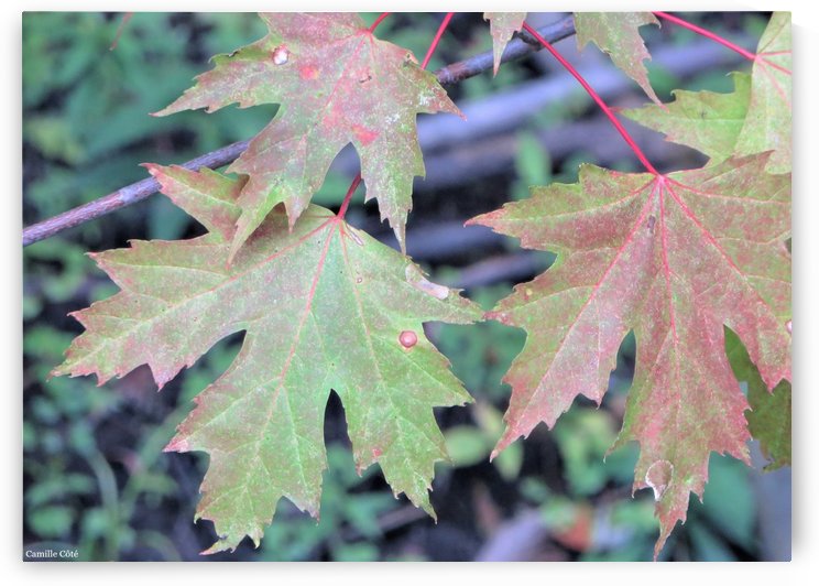 green that turns red by Camille Côte