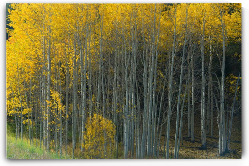 That  Morning Autumn Light by Bo Insogna