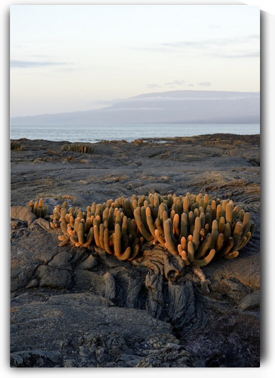 Lava Cactus Brachycereus nesioticus Punta Espinosa Fernandina Island Galapagos Islands Ecuador by Kevin Oke
