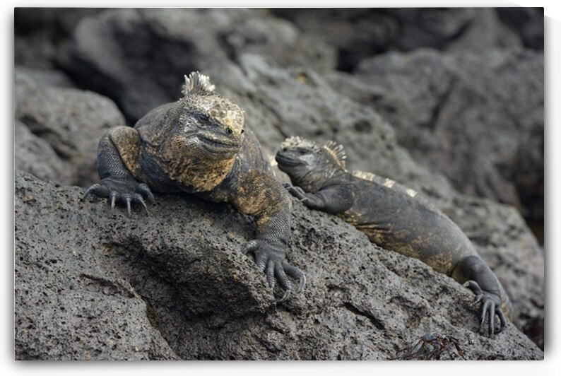 Marine Iguanas Amblyrhynchus cristatus Urbina Bay Isabela Island Galapagos Islands Ecuador by Kevin Oke