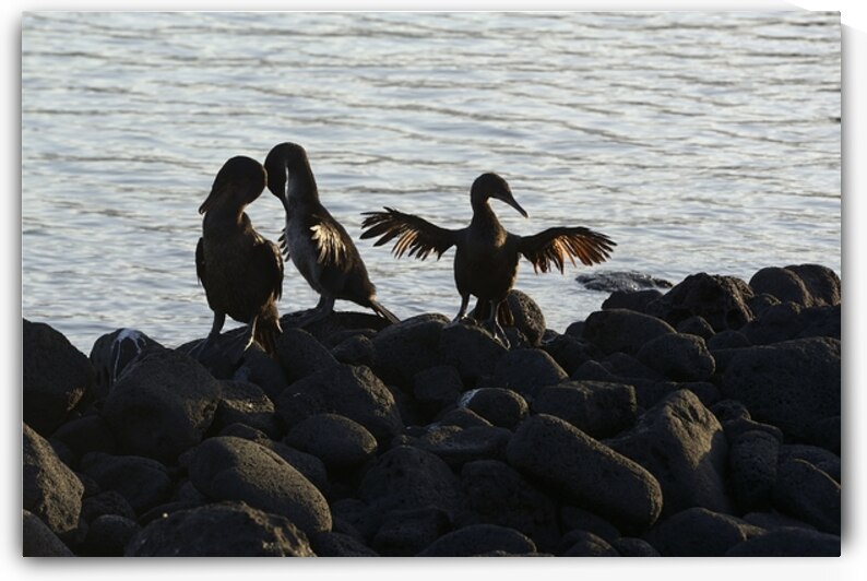 Flightless Cormorants Phalacrocorax harrisi stretching their wings Punta Espinosa Fernandina Island Galapagos Islands Ecuador by Kevin Oke