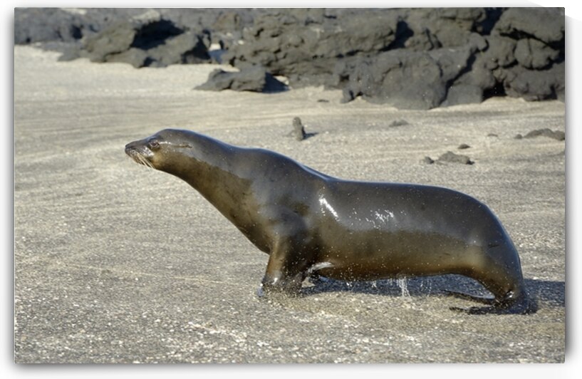Galapagos sea lion male charging Punta Espinosa Fernandina Island Galapagos Islands Ecuador by Kevin Oke