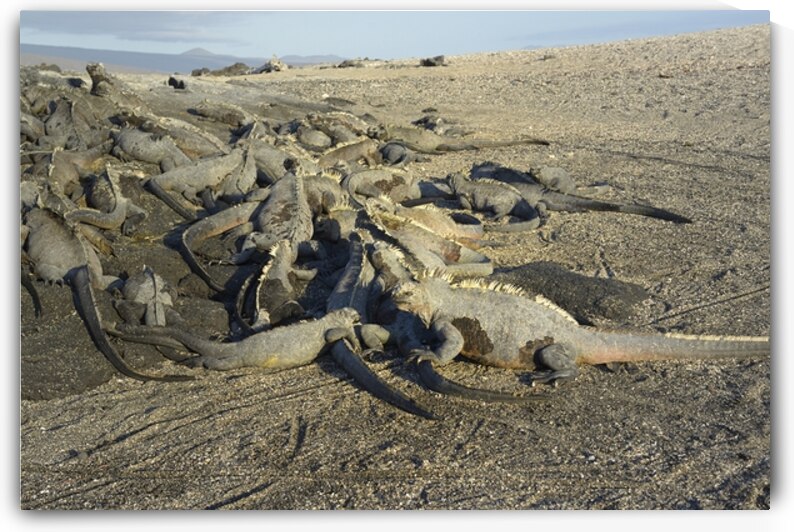 Group of Marine Iguanas Punta Espinosa Fernandina Island Galapagos Islands Ecuador by Kevin Oke