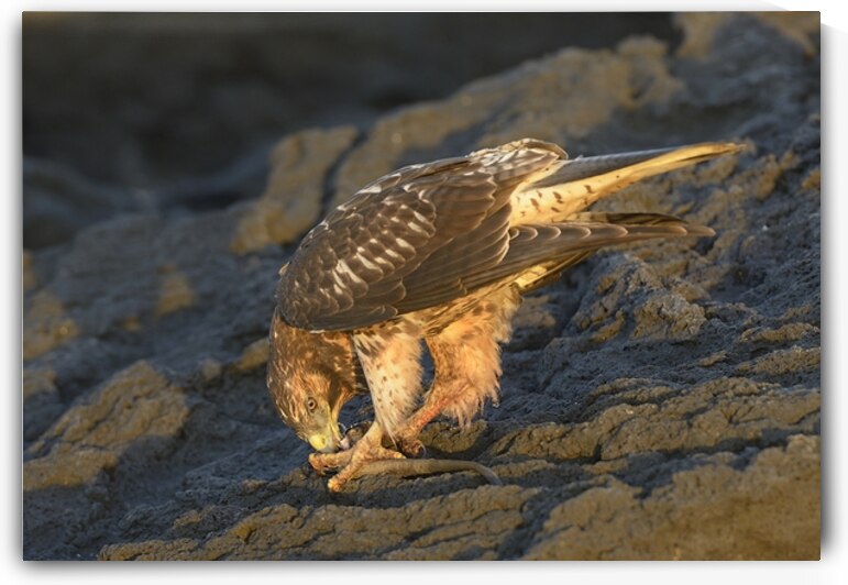 Galapagos Hawk Buteo galapagoensis eating a marine iguana Punta Espinosa Fernandina Island Galapagos Islands Ecuador
 by Kevin Oke