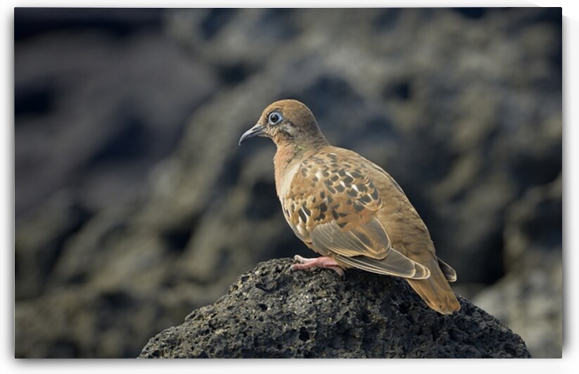 Galapagos Dove Zenaida galapagoensis on lava Urbina Bay Isabela Island Galapagos Islands Ecuador by Kevin Oke