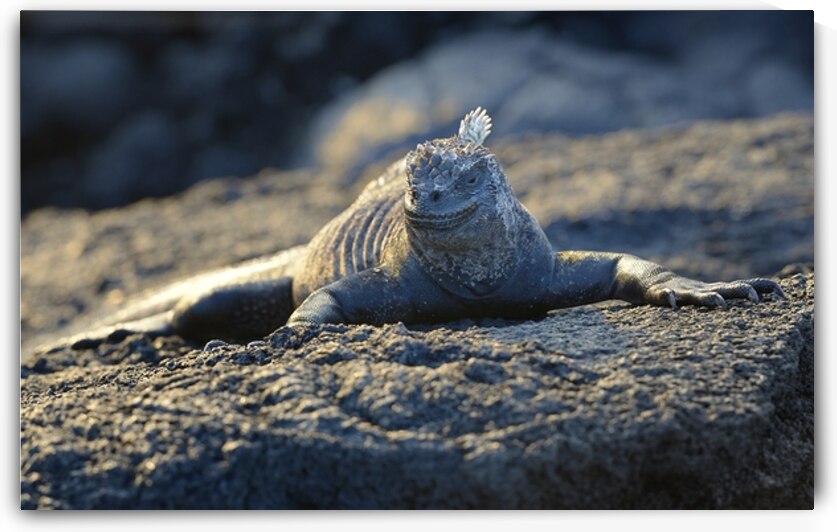 Marine Iguana at sunset Amblyrhynchus cristatus Punta Espinosa Fernandina Island Galapagos Islands Ecuador by Kevin Oke