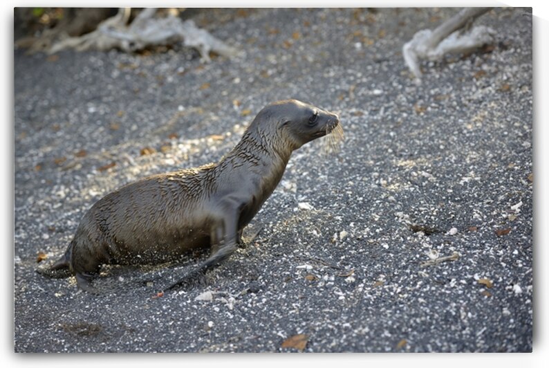 Galapagos sea lion Zalophus californianus wollebaeki juvenile Punta Espinosa Fernandina Island Galapagos Islands Ecuador
 by Kevin Oke