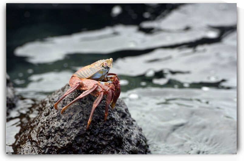 Sally Lightfoot crab Grapsus grapsus Urbina Bay Isabela Island Galapagos Islands Ecuador by Kevin Oke