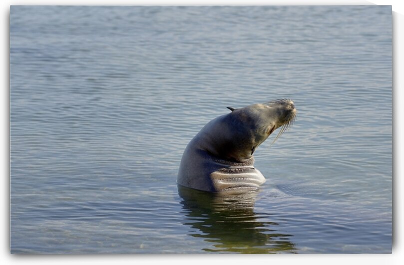 Galapagos sea lion Zalophus wollebaeki stretching Punta Espinosa Fernandina Island Galapagos Islands Ecuador by Kevin Oke
