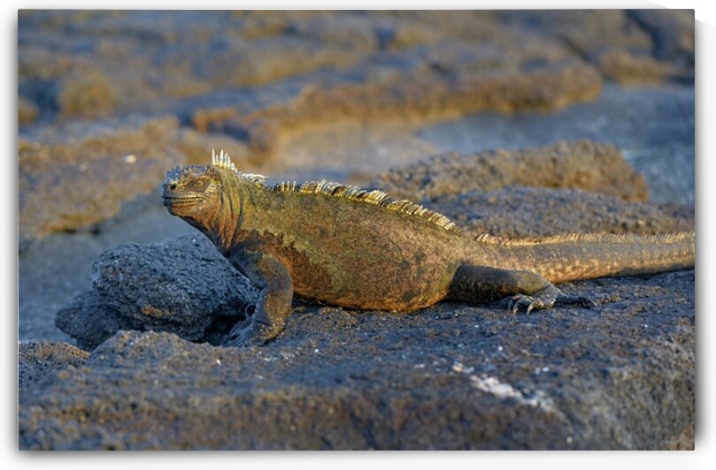 Marine Iguana Amblyrhynchus cristatus at sunset with beautiful coloring Punta Espinosa Fernandina Island Galapagos Islands Ecuador by Kevin Oke