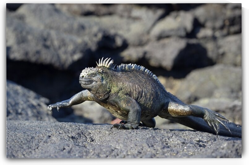 Marine Iguana Amblyrhynchus cristatus walking Punta Espinosa Fernandina Island Galapagos Islands Ecuador by Kevin Oke