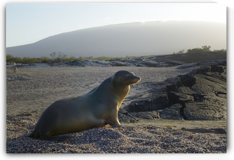 Galapagos sea lion Zalophus wollebaeki backlit Punta Espinosa Fernandina Island Galapagos Islands Ecuador by Kevin Oke