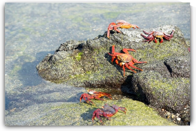 Sally Lightfoot crab - Punta Espinosa Fernandina Island - Galapagos Islands by Kevin Oke