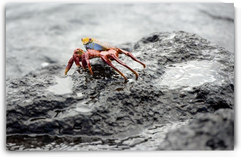 Sally Lightfoot crab Grapsus grapsus Urbina Bay Isabela Island Galapagos Islands Ecuador by Kevin Oke