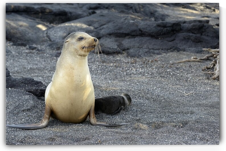 Galapagos sea lion female with pup Punta Espinosa Fernandina Island Galapagos Islands Ecuador by Kevin Oke