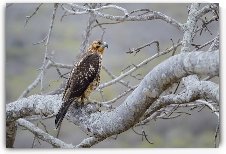 Galapagos Hawk Buteo galapagoensis Santiago Island Galapagos Islands Ecuador
 by Kevin Oke