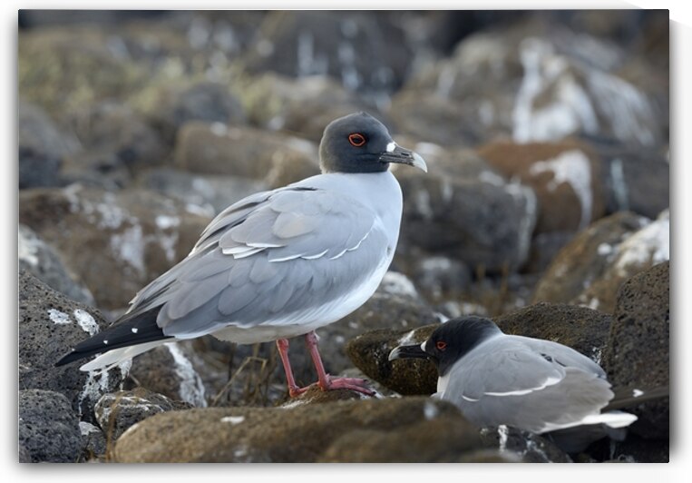 Swallow tailed Gulls Creagrus furcatus North Seymour Island Galapagos Islands Ecuador
 by Kevin Oke