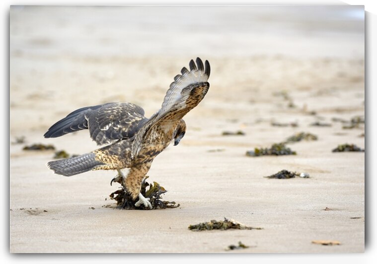 Galapagos Hawk Buteo galapagoensis landing on Espumilla Beach Santiago Island Galapagos Islands Ecuador
 by Kevin Oke
