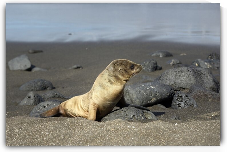 Gal?pagos sea lion Zalophus wollebaeki pup Puerto Egas Santiago Island Galapagos Islands Ecuador by Kevin Oke