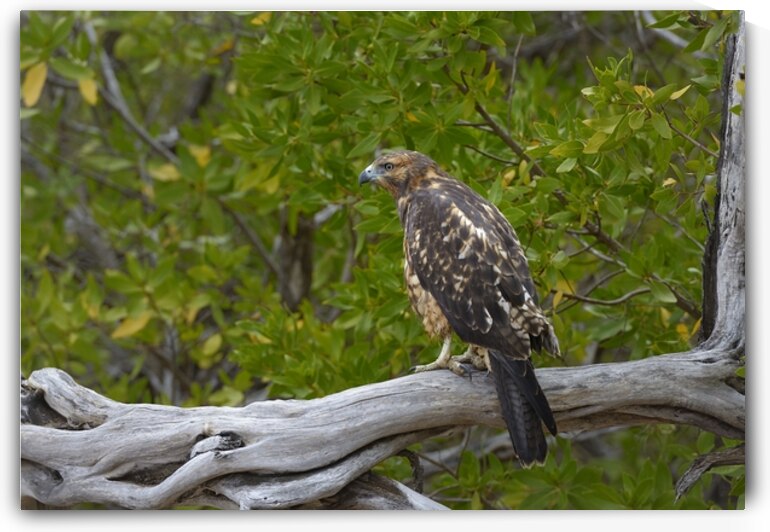 Galapagos Hawk Buteo galapagoensis Espumilla Beach Santiago Island Galapagos Islands Ecuador
 by Kevin Oke