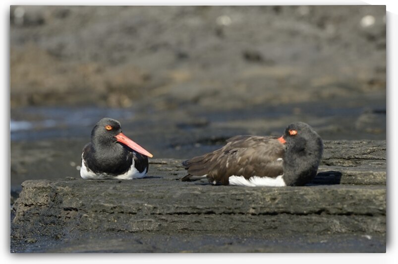 American Oystercatchers Haematopus palliatus sitting on lava Puerto Egas Santiago Island Galapagos Islands Ecuador
 by Kevin Oke