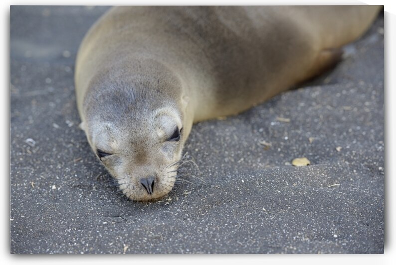 Galapagos sea lion Zalophus wollebaeki Puerto Egas Santiago Island Galapagos Islands Ecuador by Kevin Oke