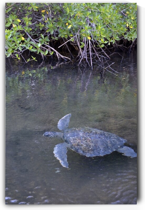Galapagos green turtle Chelonia mydas agassisi Elizabeth Bay Isabela Island Galapagos Islands Ecuador by Kevin Oke