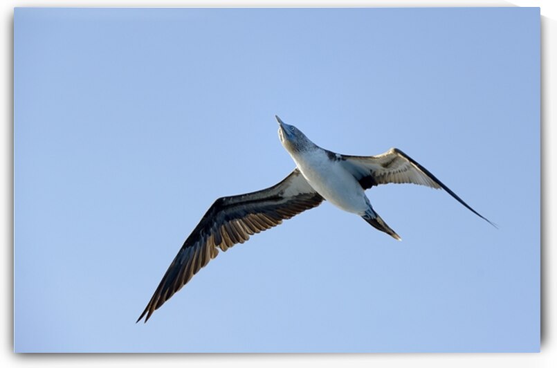 Blue footed Booby Sula nebouxii Punta Moreno Isabela Island Galapagos Islands Ecuador by Kevin Oke