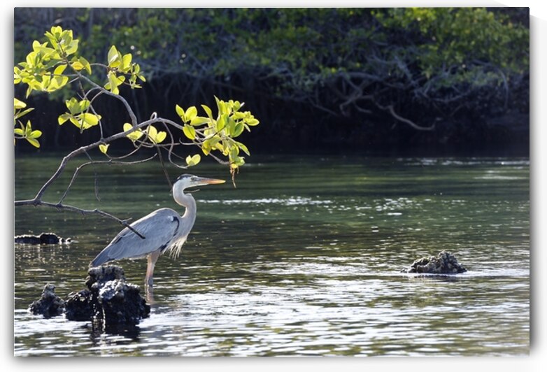 Great Blue Heron Ardea herodias Elizabeth Bay Isabela Island Galapagos Islands Ecuador by Kevin Oke