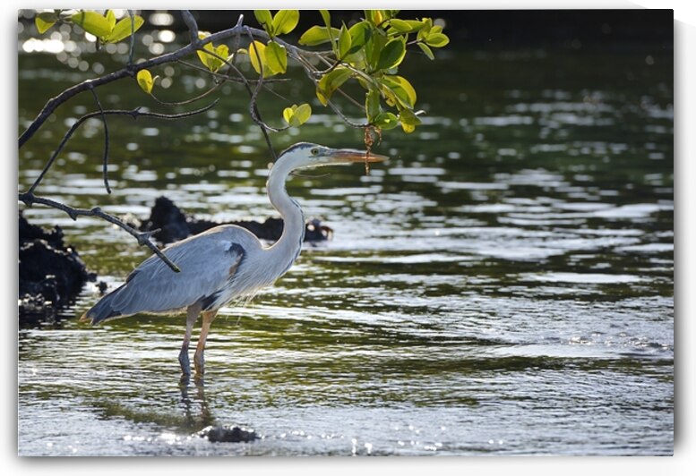 Great Blue Heron Ardea herodias Elizabeth Bay Isabela Island Galapagos Islands Ecuador by Kevin Oke