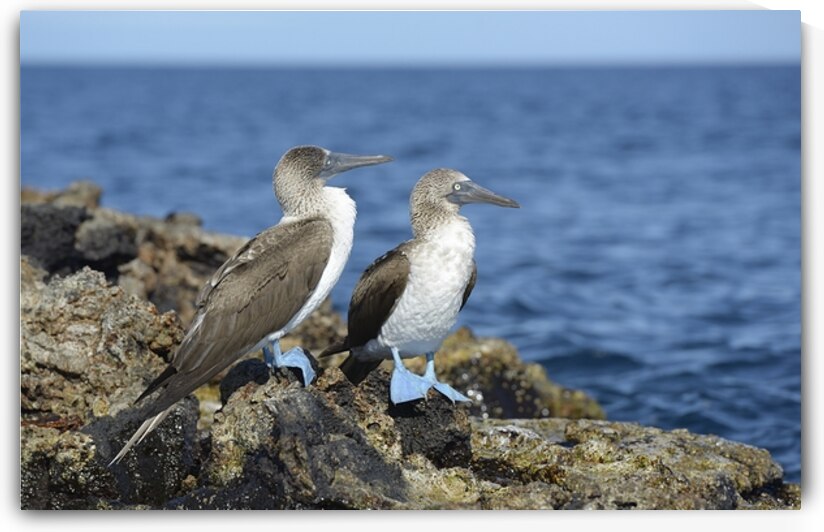 Blue footed Booby Sula nebouxii Punta Moreno Isabela Island Galapagos Islands Ecuador by Kevin Oke