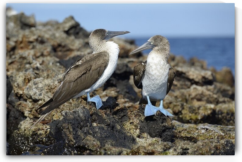 Blue footed Booby Sula nebouxii Punta Moreno Isabela Island Galapagos Islands Ecuador by Kevin Oke