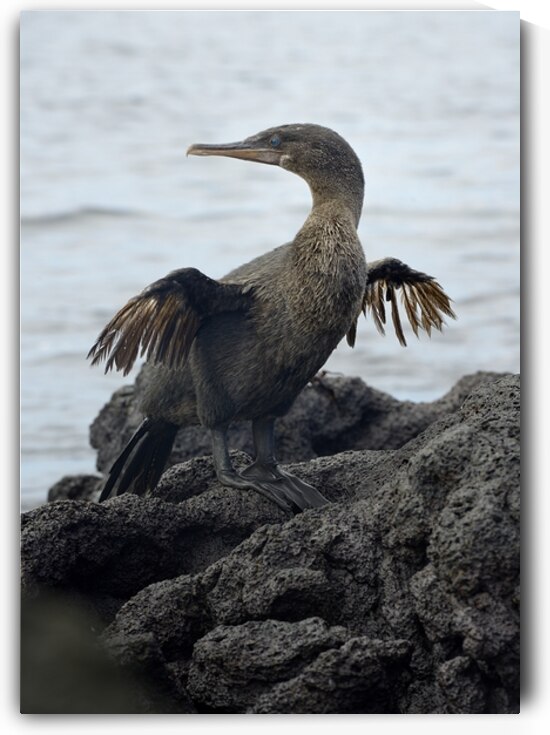 Flightless Cormorant or Galapagos Cormorant Phalacrocorax harrisi Urbina Bay Isabela Island Galapagos Islands Ecuador by Kevin Oke