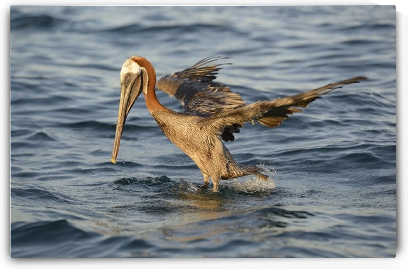 Brown Pelican Pelecanus occidentalis Elizabeth Bay Isabela Island Galapagos Islands Ecuador by Kevin Oke