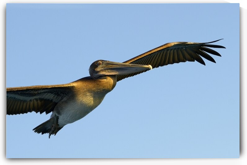 Brown Pelican Pelecanus occidentalis Elizabeth Bay Isabela Island Galapagos Islands Ecuador by Kevin Oke