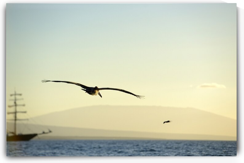 Brown Pelican Pelecanus occidentalis Elizabeth Bay Isabela Island Galapagos Islands Ecuador by Kevin Oke