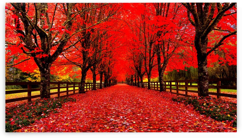 Red Carpet by Jongas Photo