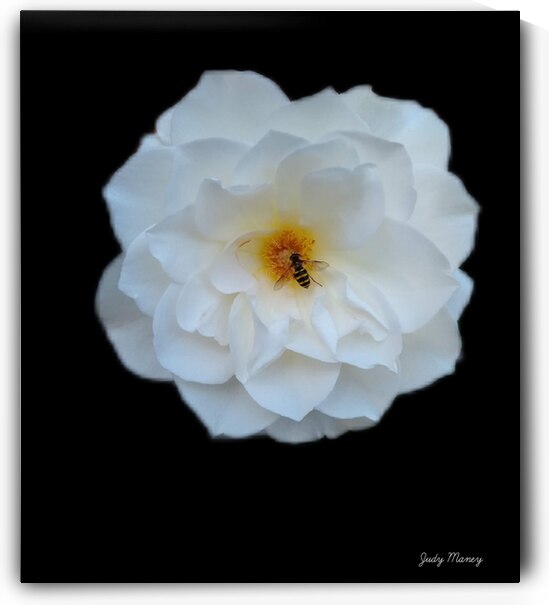 Honeybee on a Pristine White Rose by Eric Turner