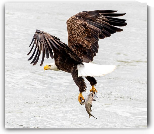 Upstroke by Vividscope