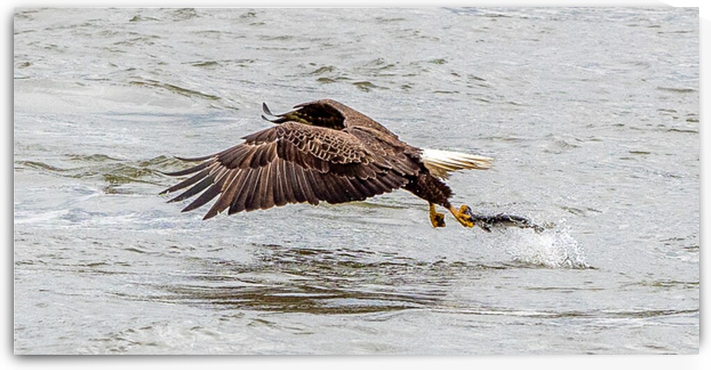 No Photos Please by Vividscope