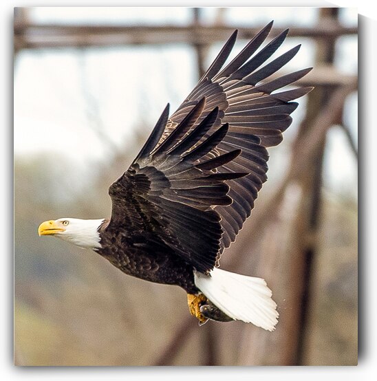 Rising by Vividscope