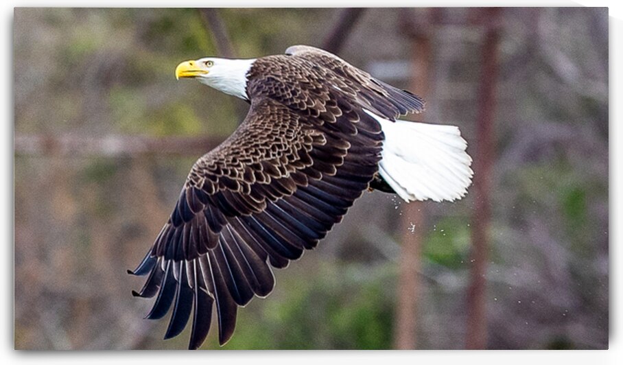 Side Profile by Vividscope