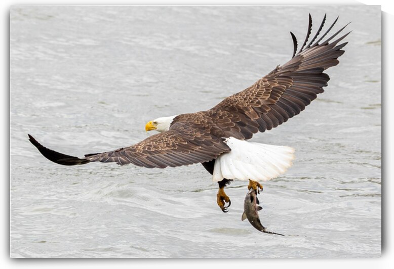 One Claw Catch by Vividscope