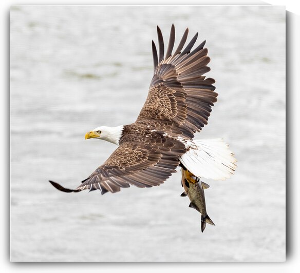 Its Dinner Time by Vividscope