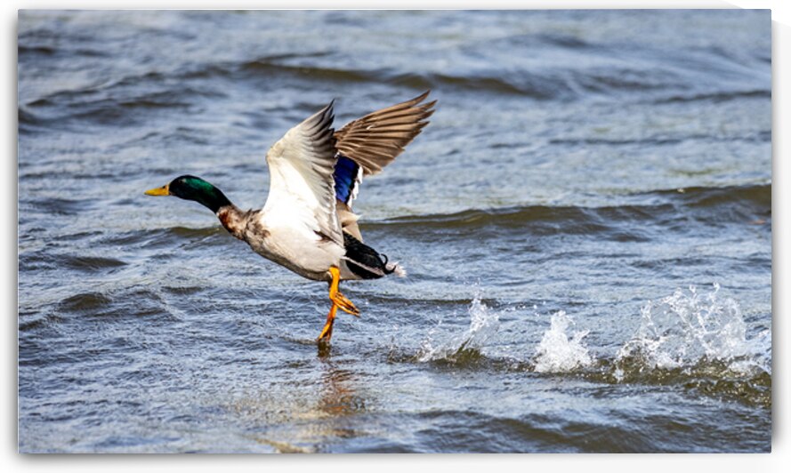 Walk on Water by Vividscope